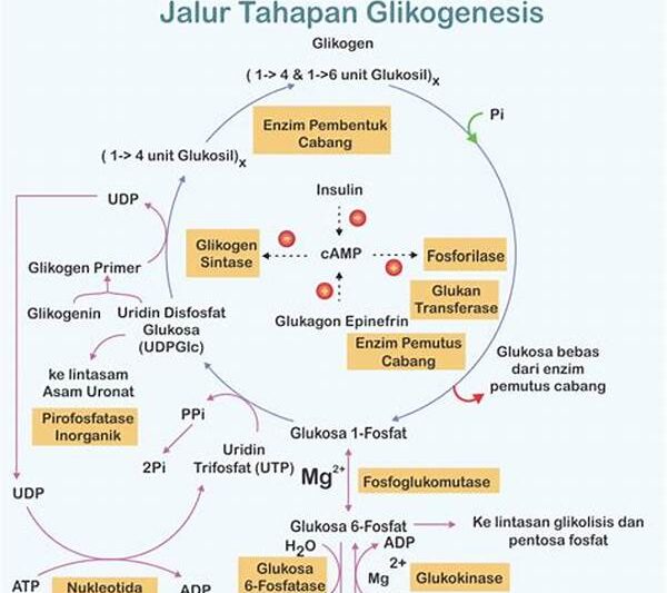 Glikogenolisis