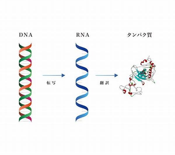 Rna
