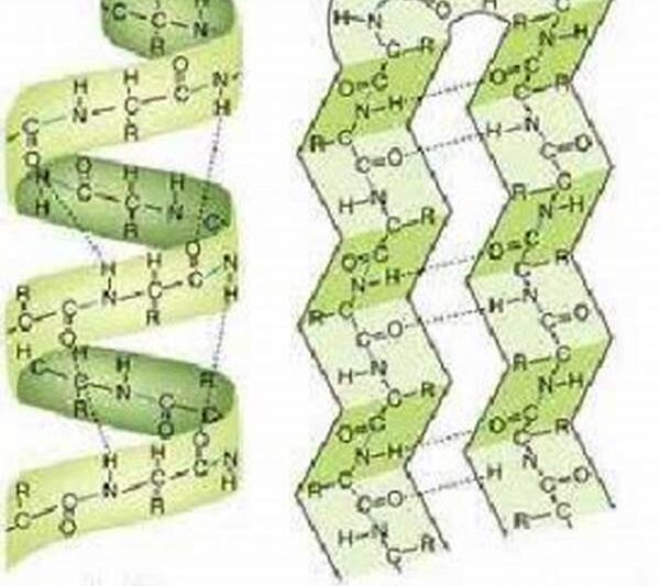 Struktur Protein Sekunder