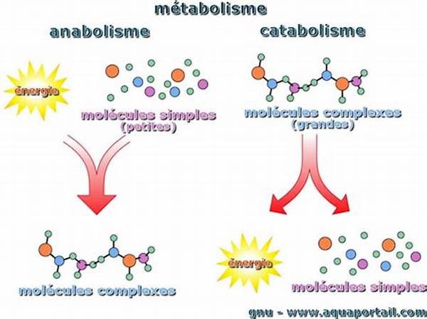 Anabolisme