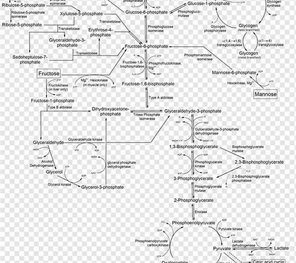 Jalur Metabolik