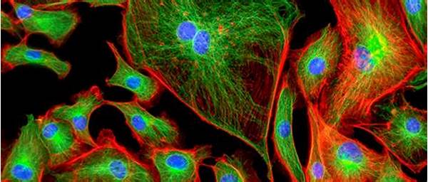 Live Cell Imaging