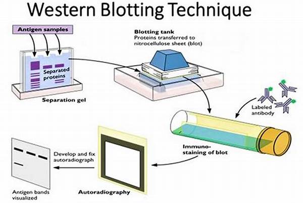 Western Blot