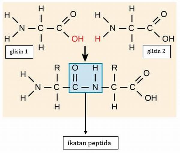 Ikatan Peptida