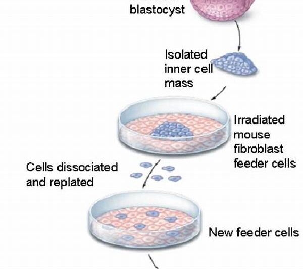 Stem Cell Culture