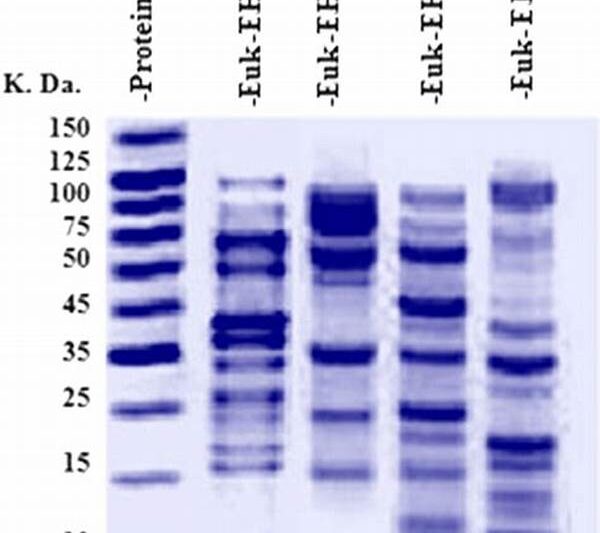 Protein Fingerprinting