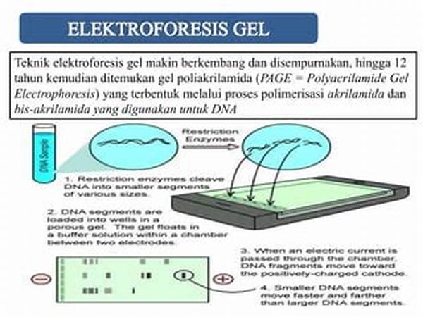 Teknik Elektroforesis